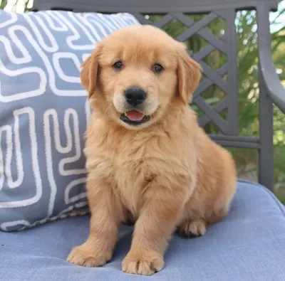 Beautiful Honey Golden Golden Retriever in Chandrapur
