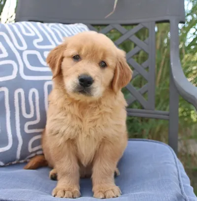 Golden Retriever Puppy for Sale in Dhule