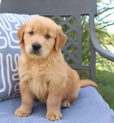 Healthy English Golden Retriever Puppy Available in Jalgaon