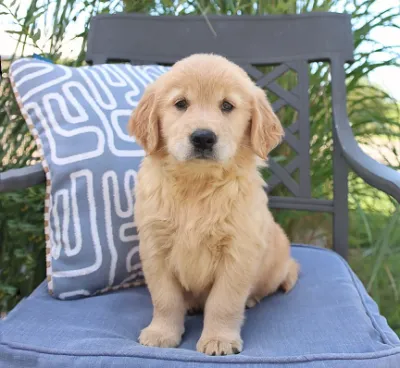 American Golden Retriever Puppy with KCI Papers in Thiruvananthapuram