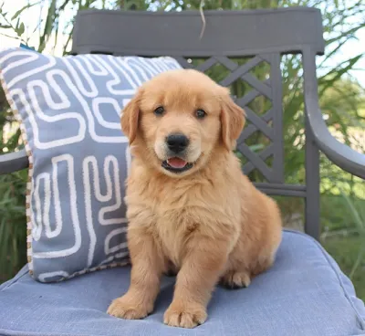 Adorable Golden Retriever Puppy in Malegaon