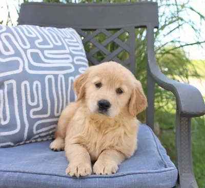 Purebred English Golden Retriever Puppy in Asansol
