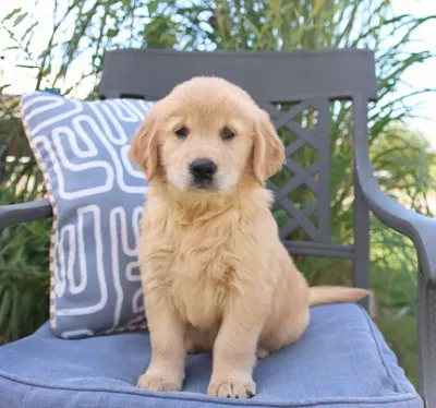 Cute American Golden Retriever Puppy for Sale - Baharampur