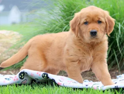 Golden Retriever Puppy with KCI Papers in Bardhaman
