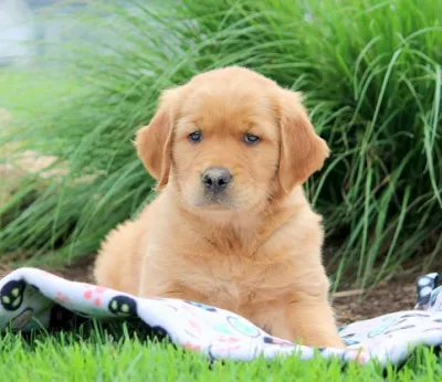Top Quality Golden Retriever Puppy in Darjeeling