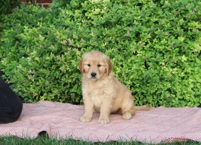 Healthy Golden Retriever Puppy Available in Amritsar