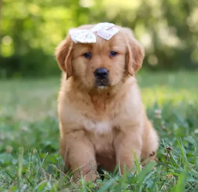 Gold Golden Retriever Puppy in Kharagpur