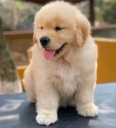 Adorable English Golden Retriever Puppy in Krishnanagar