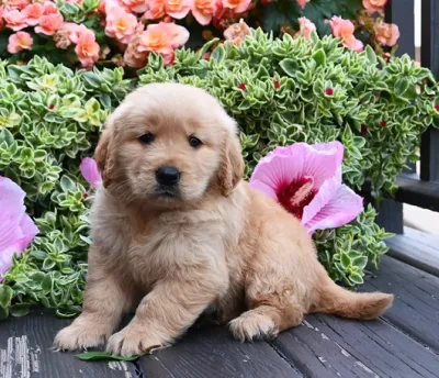American Golden Retriever Female Puppy - Malda