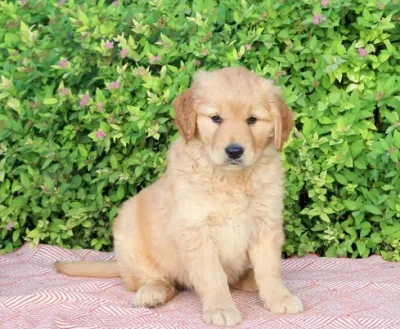 Golden Retriever Puppy for Sale in Murwara