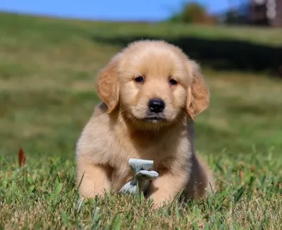 Healthy Golden Retriever Puppy Available in Ratlam