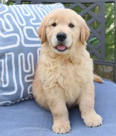 Golden Retriever Puppy with KCI Papers in Panchkula
