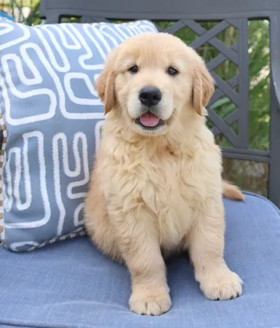 Top Quality English Golden Retriever Puppy in Ludhiana