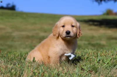 Adorable American Golden Retriever Puppy in Chatra