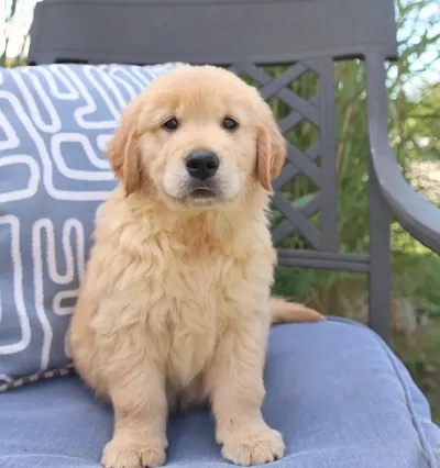 Golden Retriever Female Puppy - Coimbatore
