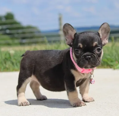 Pied Frenchie Puppy in Muktsar