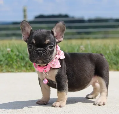 Purebred Frenchie Puppy in Mumbai