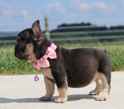 French Bulldog Female Puppy - Rajpura