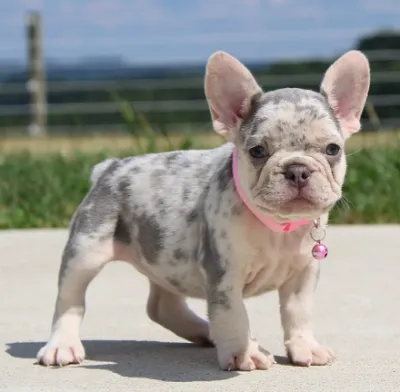 Top Quality French Bulldog Puppy in Kadapa