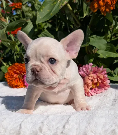 Adorable French Bulldog Puppy in Dhenkanal