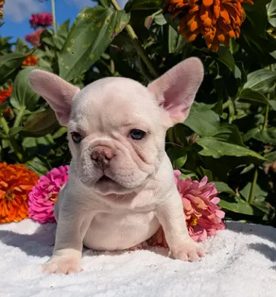 Beautiful Cream Frenchie in Pune