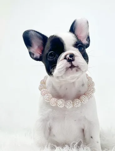 Premium French Bulldog for Sale in Kolasib