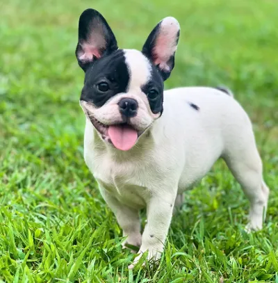 Vaccinated French Bulldog Puppy in Ahmedabad