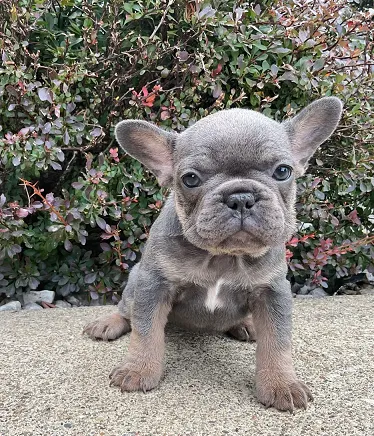 Premium French Bulldog for Sale in Thane