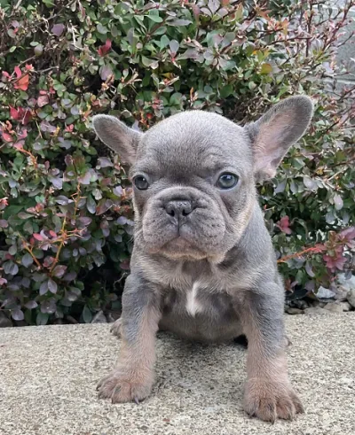 Pied French Bulldog Puppy in Ratlam