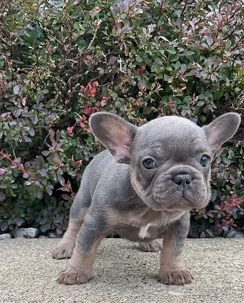 Premium Frenchie for Sale in Rewa