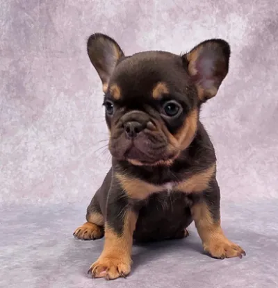 Cute French Bulldog Puppy for Sale - Visakhapatnam