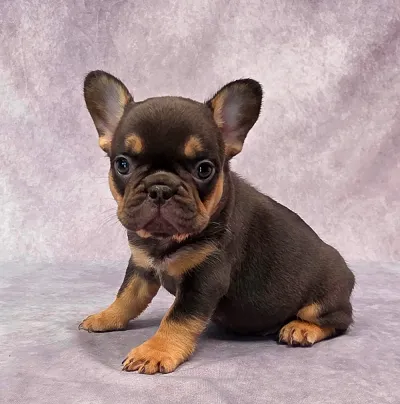 White French Bulldog Puppy in Central Delhi