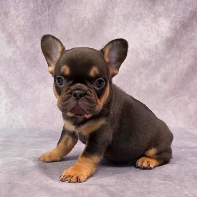 Premium French Bulldog for Sale in Amritsar
