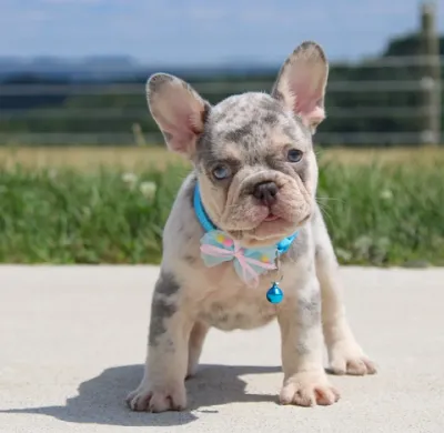 Beautiful Cream Frenchie in Hyderabad