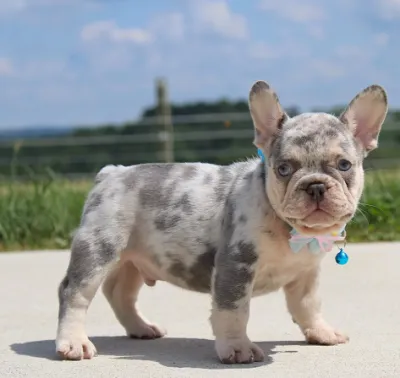 Purebred Mini French Bulldog Puppy in New Delhi
