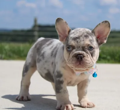Cute French Bulldog Puppy for Sale - North Delhi