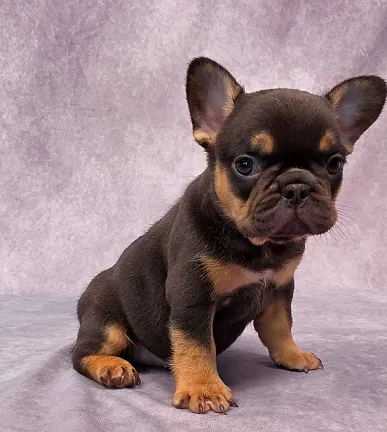 French Bulldog Puppy with Health Papers in Rohini