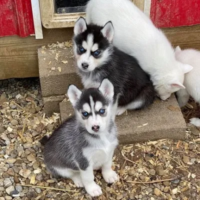 Siberian Husky Female Puppy - Rajpura
