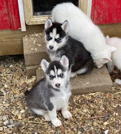 Pure White Siberian Husky Puppy in Ratlam
