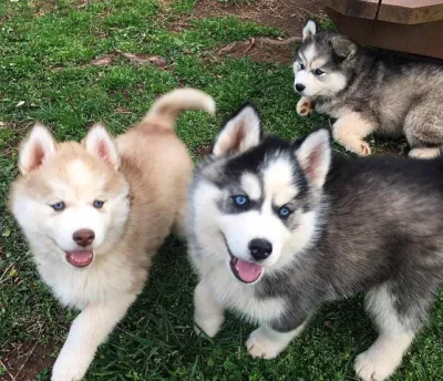 Stunning Agouti Husky in Hyderabad