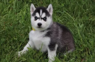 Adorable Wooly Siberian Husky Puppy in Margao