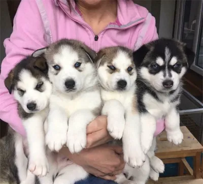 Husky Puppy with KCI Papers in Angul