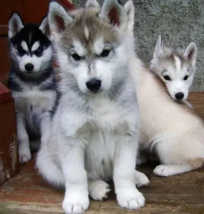 Wooly Siberian Husky Female Puppy - Chandel