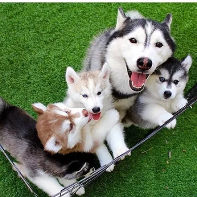 Agouti Siberian Husky Puppy in Central Delhi