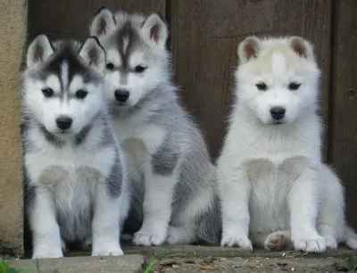 Premium Siberian Husky for Sale in Dwarka