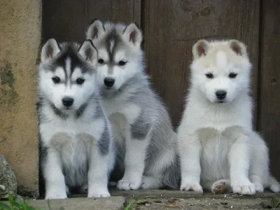 Adorable Siberian Husky Puppy in East Delhi