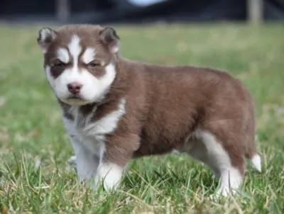 Husky Female Puppy - Janakpuri