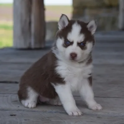 Purebred Wooly Siberian Husky Puppy in New Delhi
