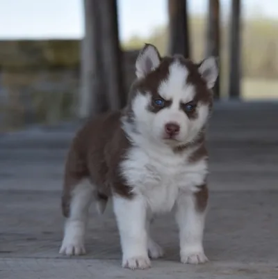 Stunning Agouti Siberian Husky in Kannur
