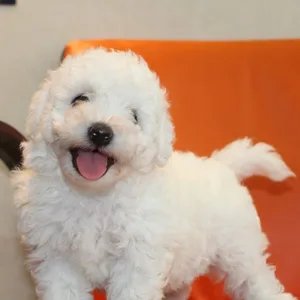 Best Maltese Breeders in Paschim vihar - Puppies Available